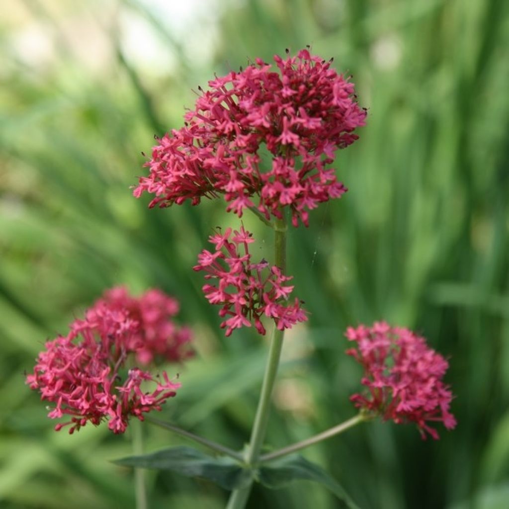 Rote Spornblume - Centranthus ruber