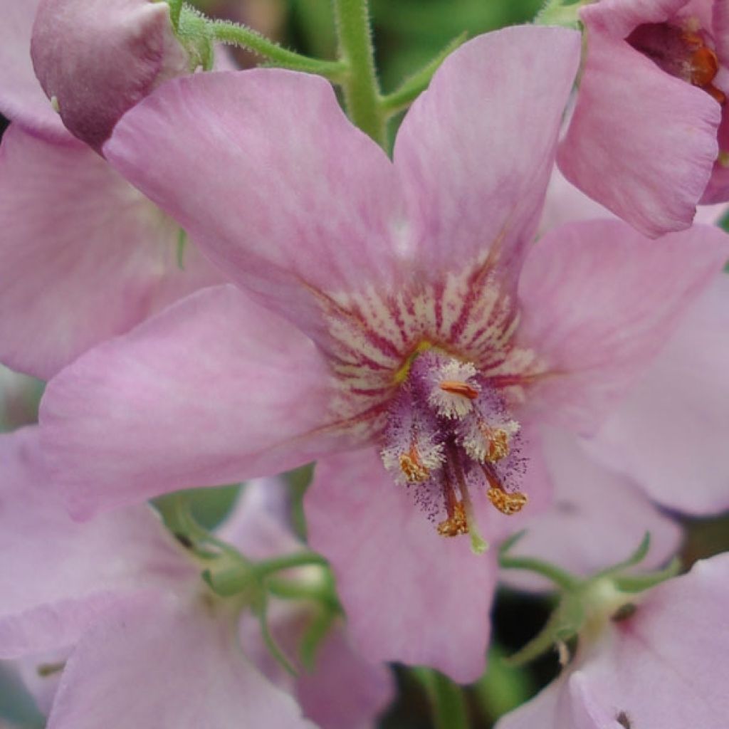 Verbascum Rosie - Königskerze