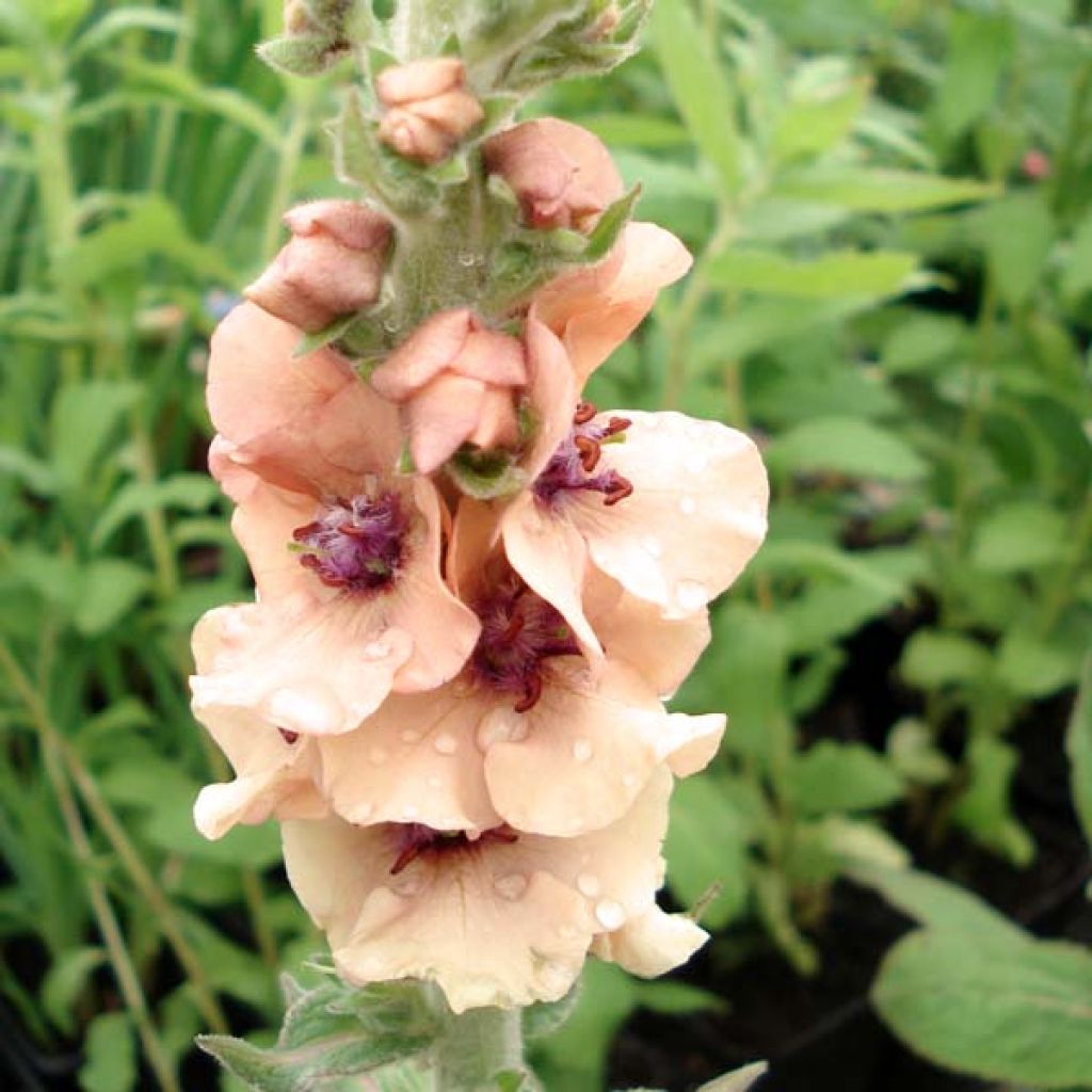 Verbascum Helen Johnson - Königskerze