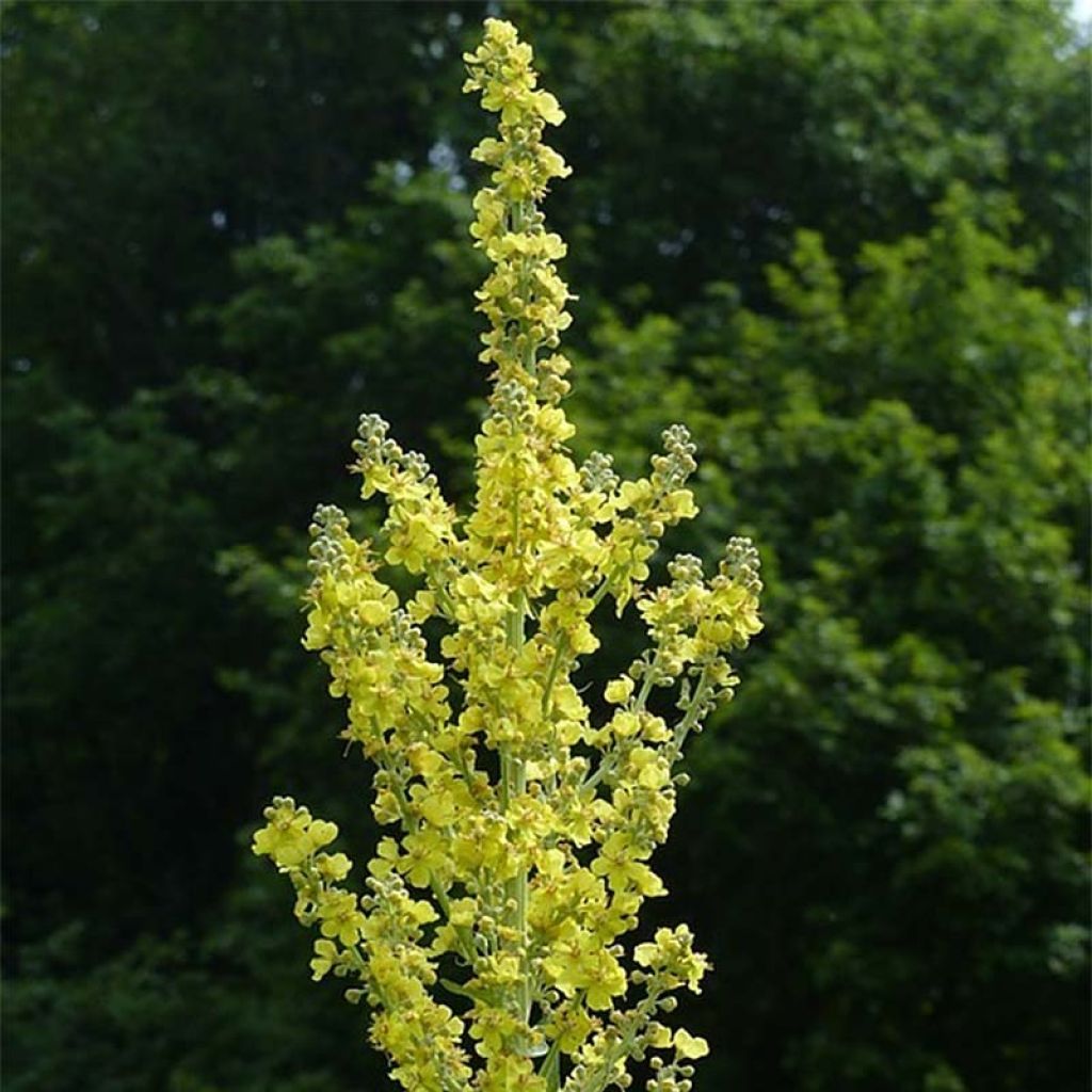 Verbascum olympicum - Olympischer Königskerzen