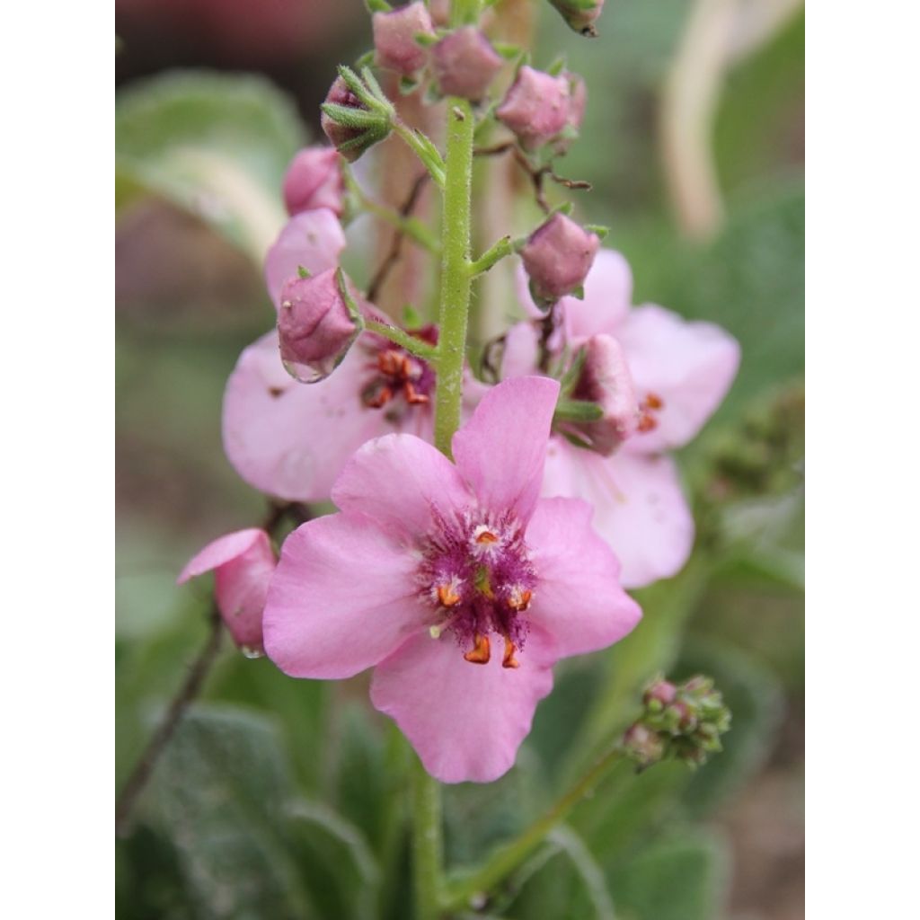 Verbascum Rosie - Königskerze