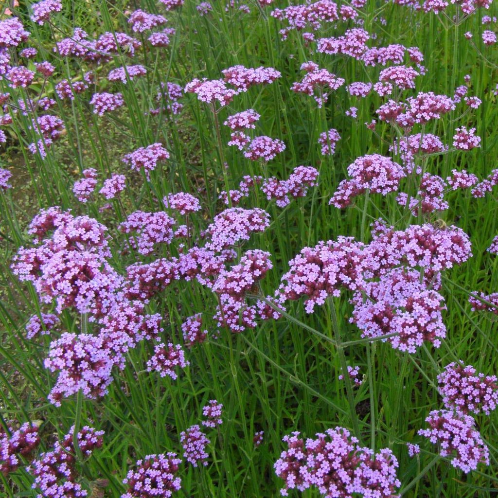 Verbena bonariensis - Verveine de Buenos Aires