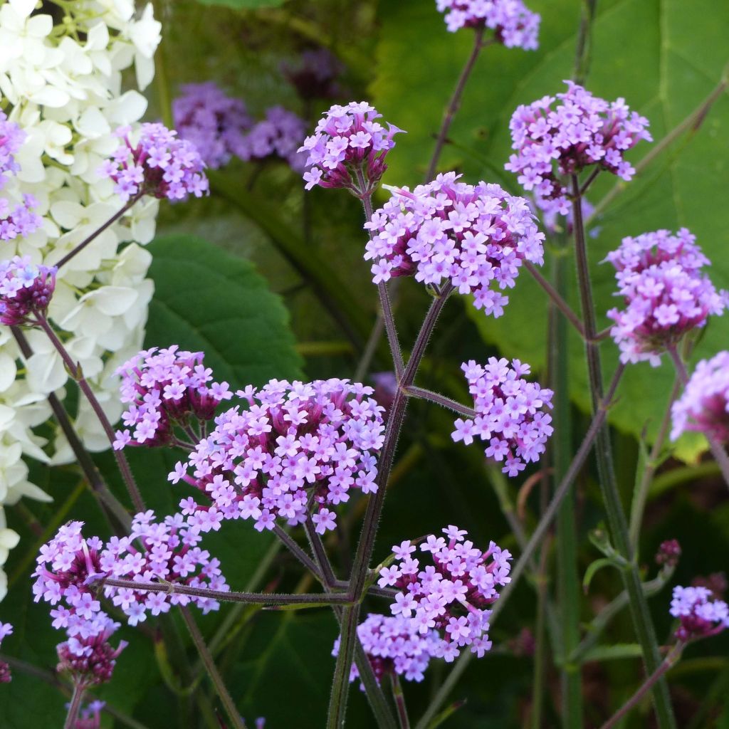 Verbena bonariensis - Argentinisches Eisenkraut