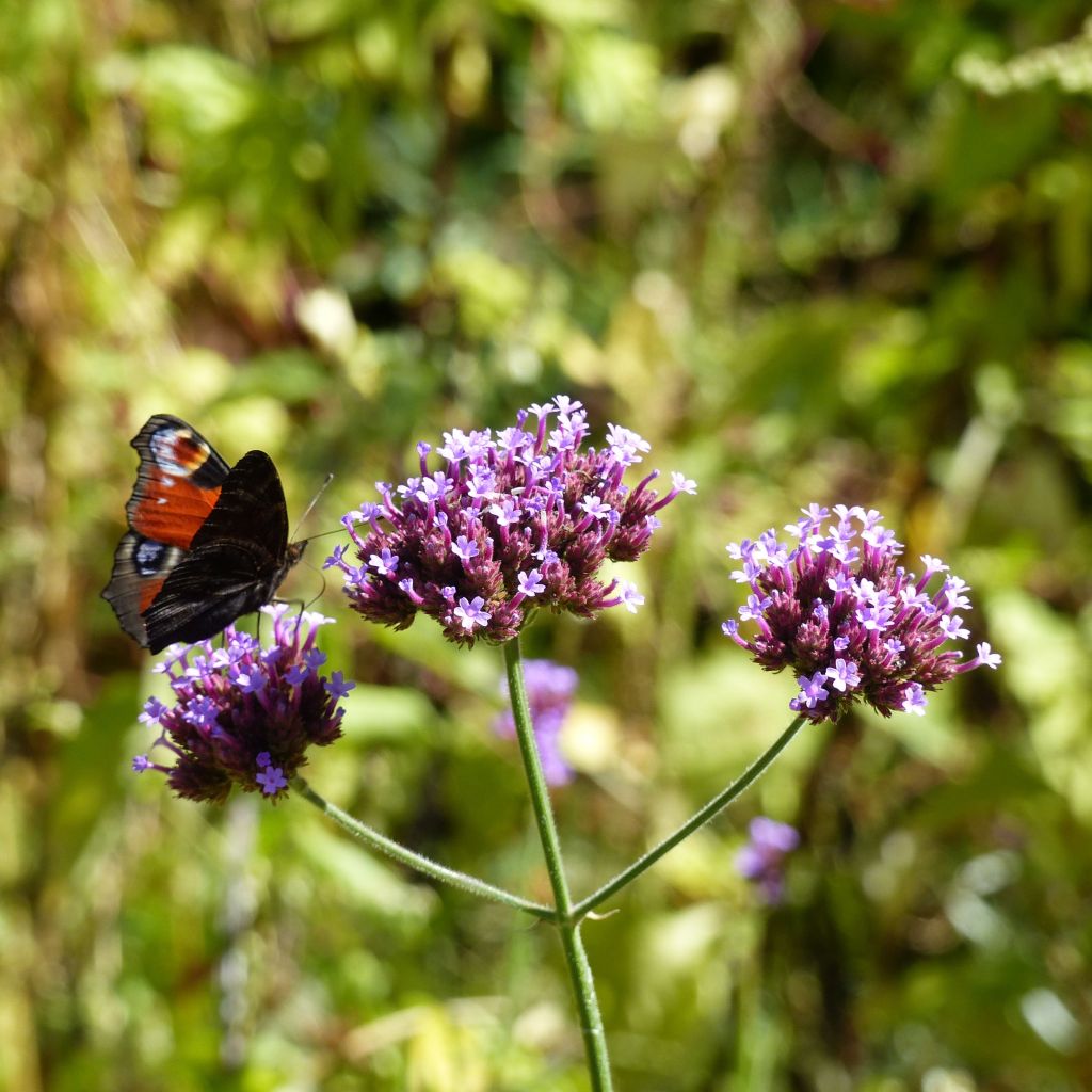 Verbena bonariensis - Argentinisches Eisenkraut