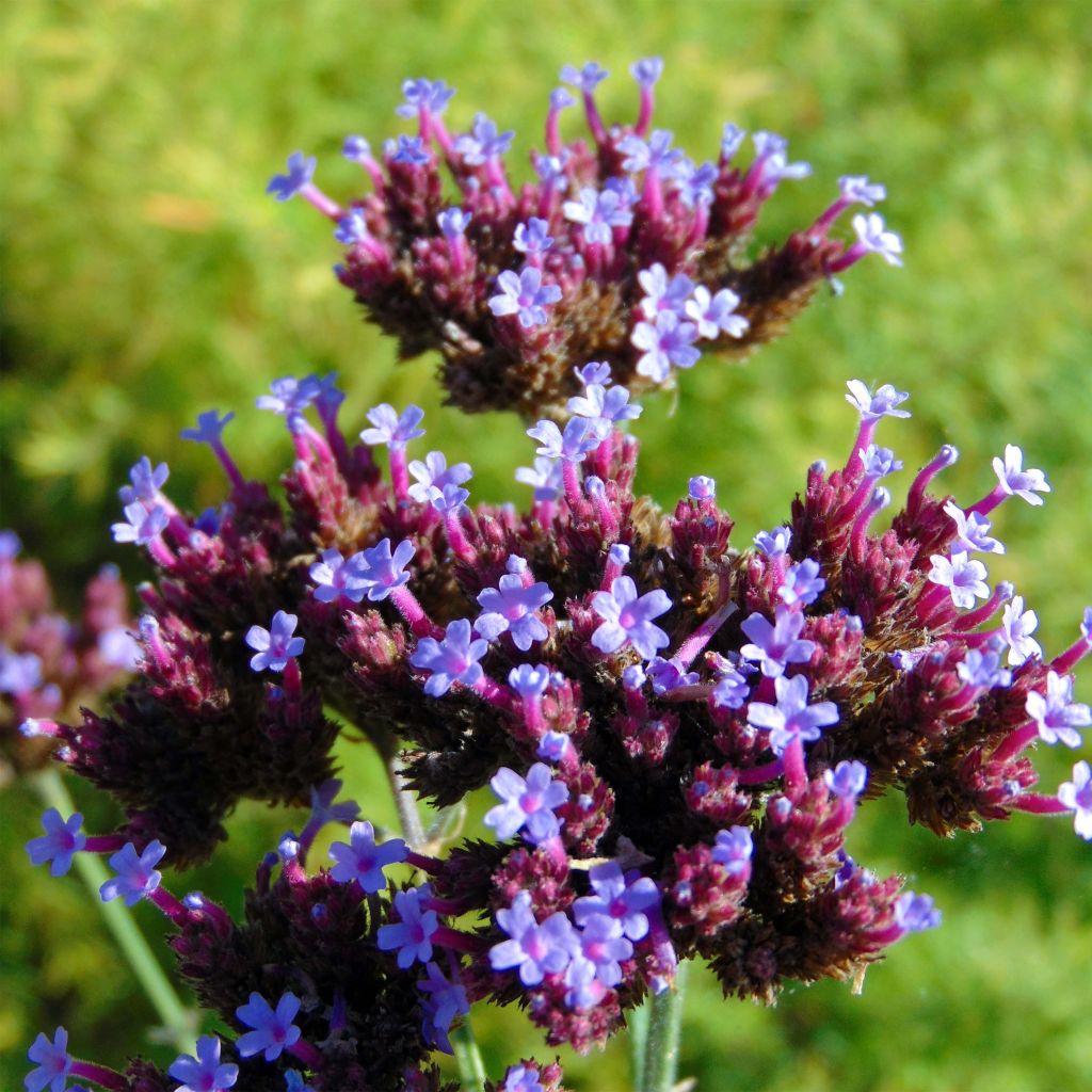 Verbena bonariensis - Argentinisches Eisenkraut