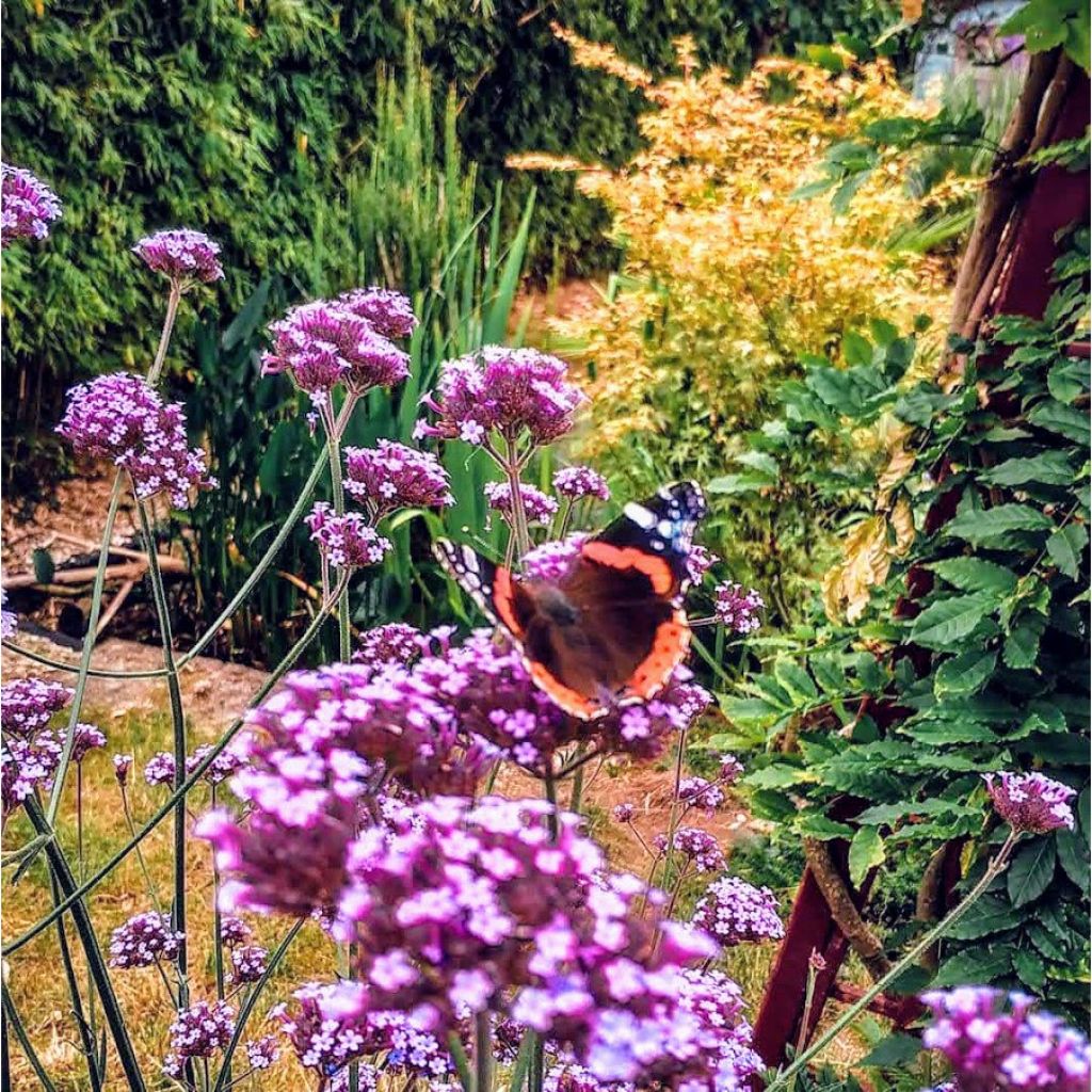 Verbena bonariensis - Argentinisches Eisenkraut