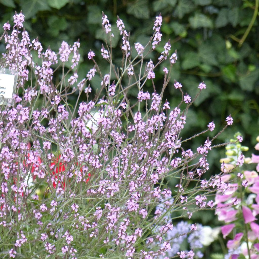 Echtes Eisenkraut Bampton - Verbena officinalis