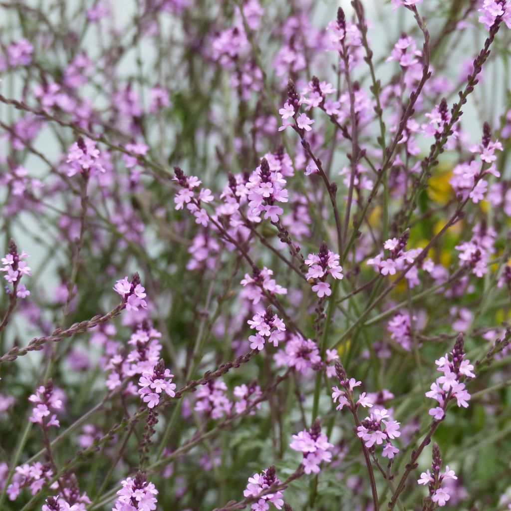 Echtes Eisenkraut Bampton - Verbena officinalis