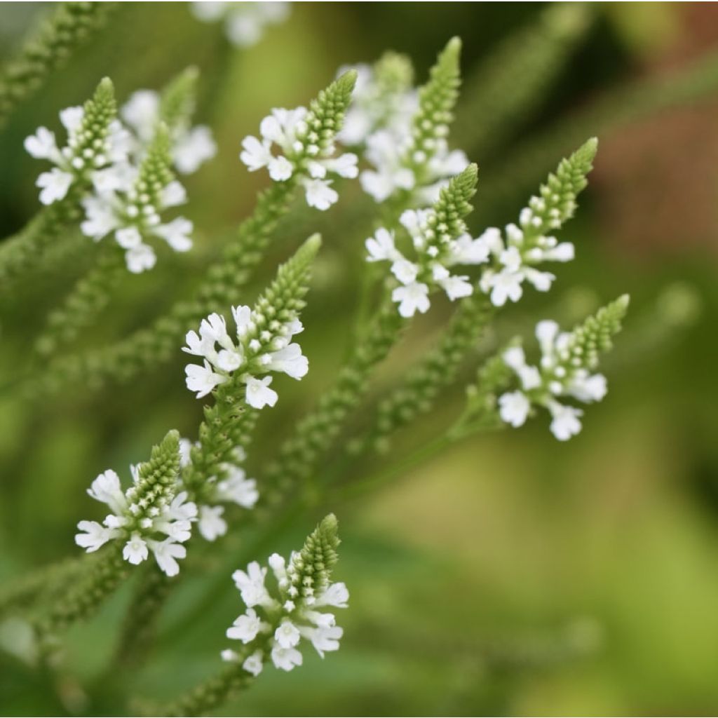 Verbena hastata Alba - Lanzen-Eisenkraut