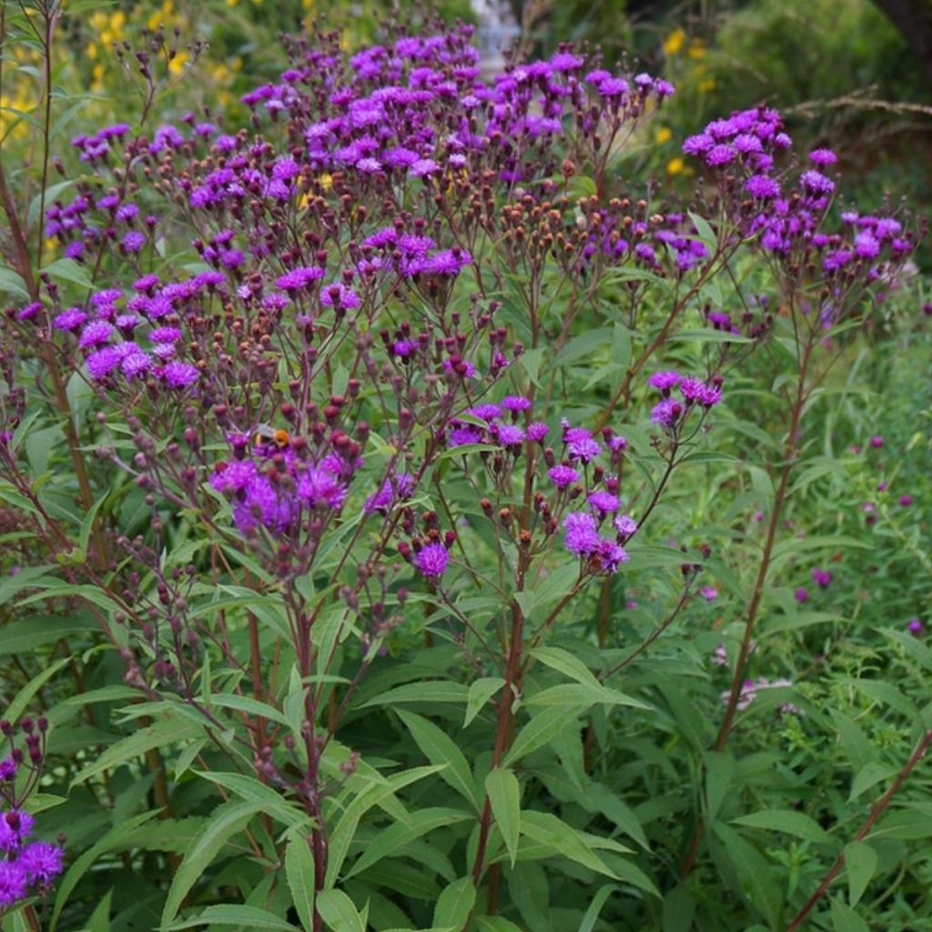 Vernonia arkansana - Arkansas-Scheinaster