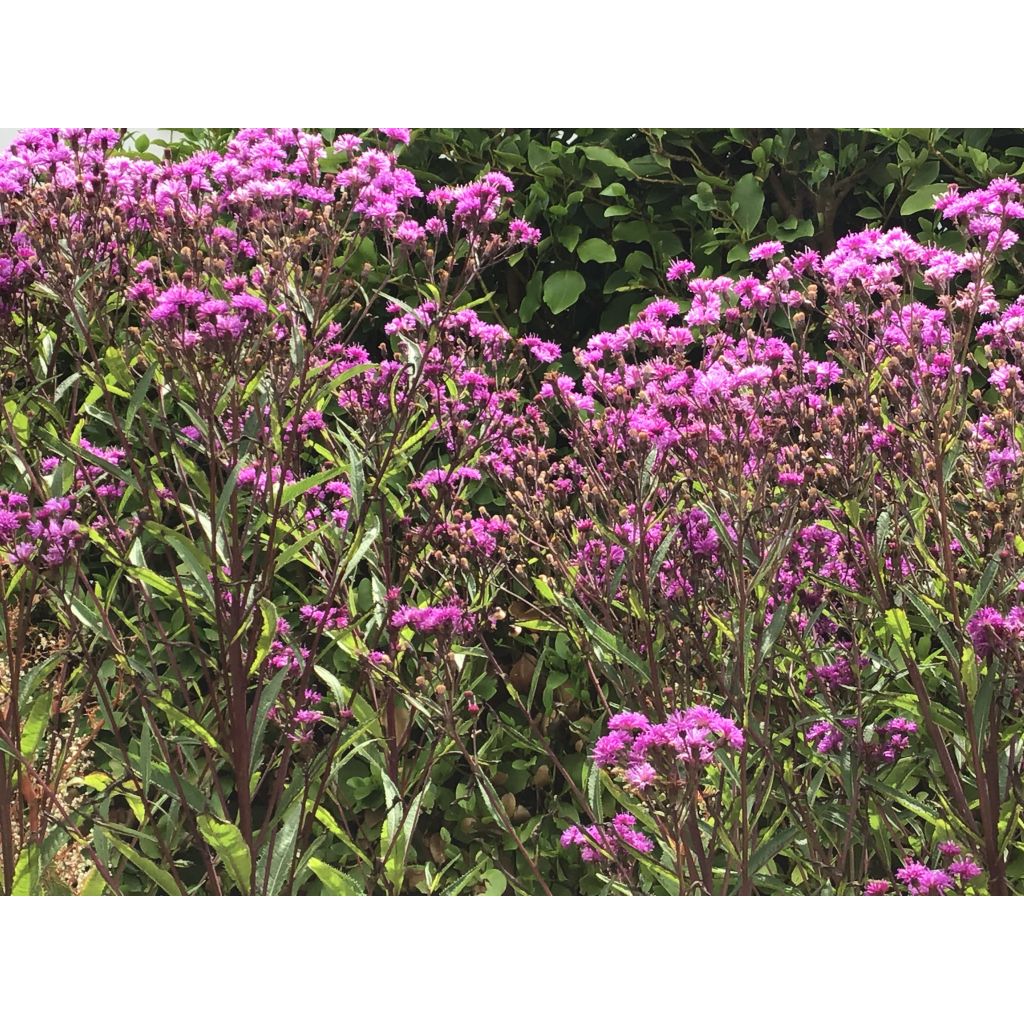 Vernonia crinita Mammuth - Scheinaster