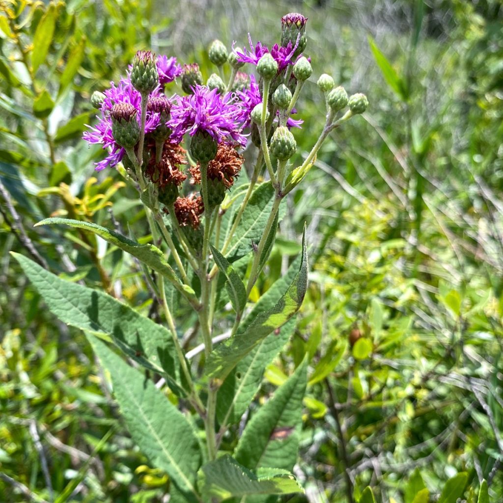 Vernonia gigantea - Hohe Scheinaster