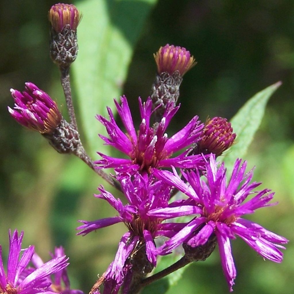 Vernonia gigantea - Vernonie géante 