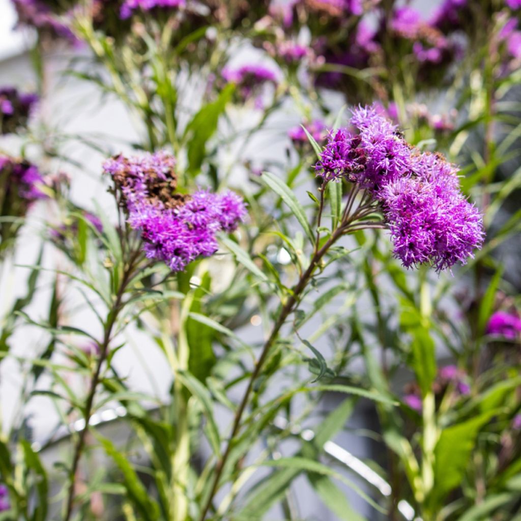 Vernonia lettermannii - Lettermanns Scheinaster