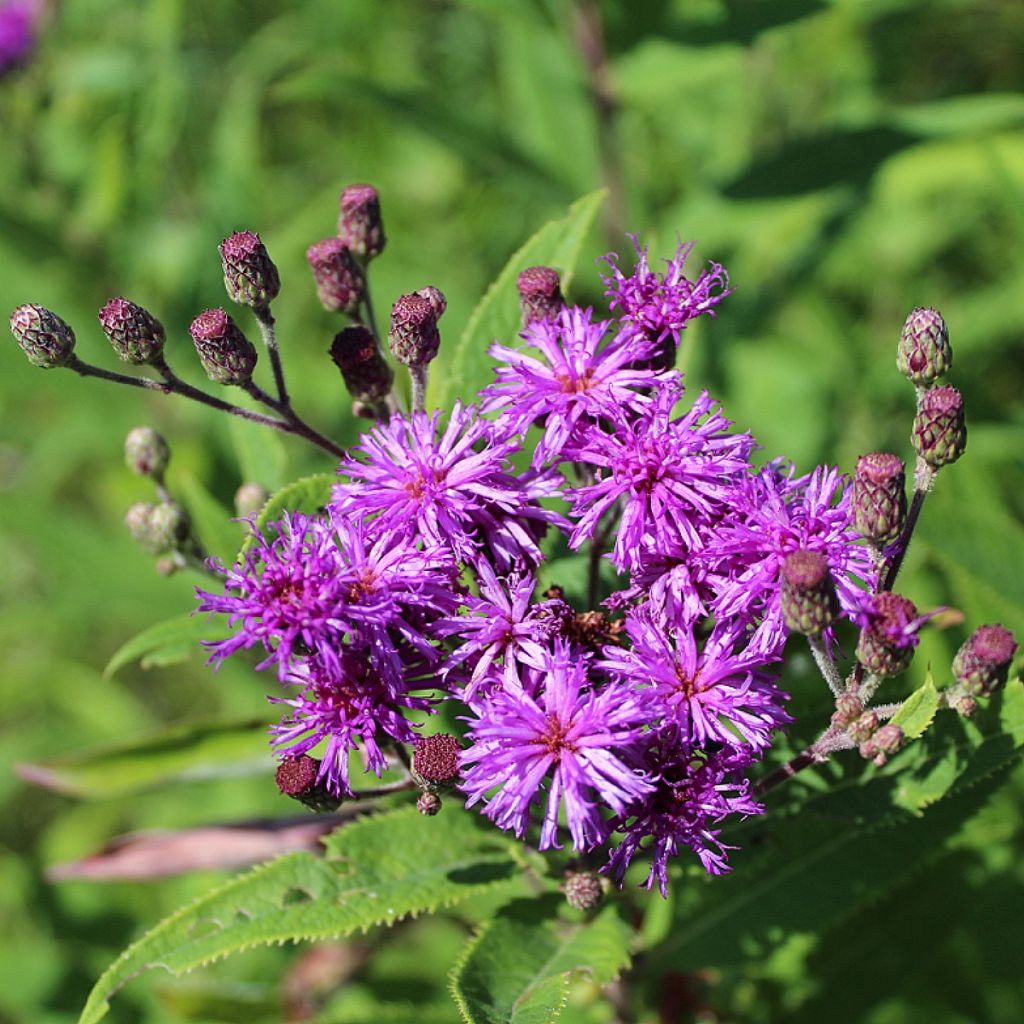 Vernonia missurica - Missouri-Scheinaster