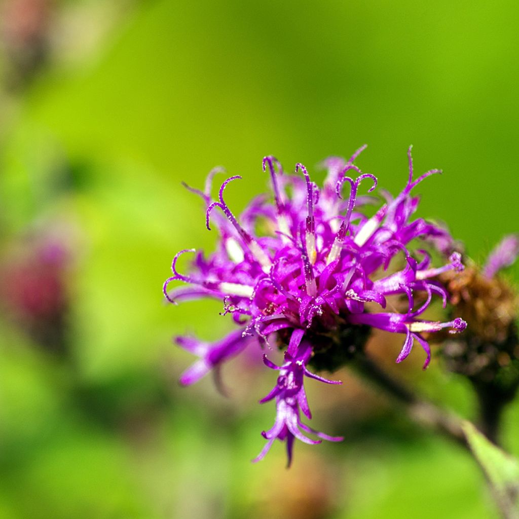 Vernonia missurica - Missouri-Scheinaster