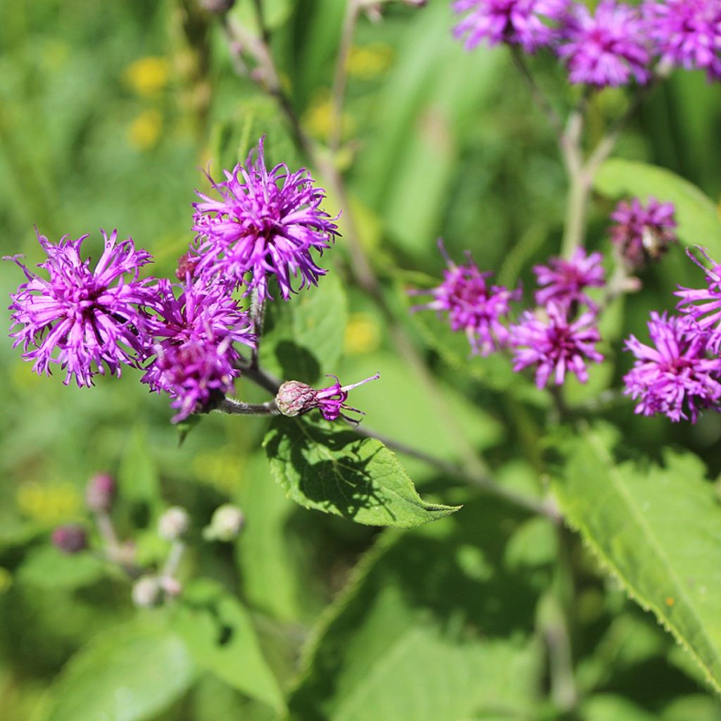 Vernonia missurica - Missouri-Scheinaster