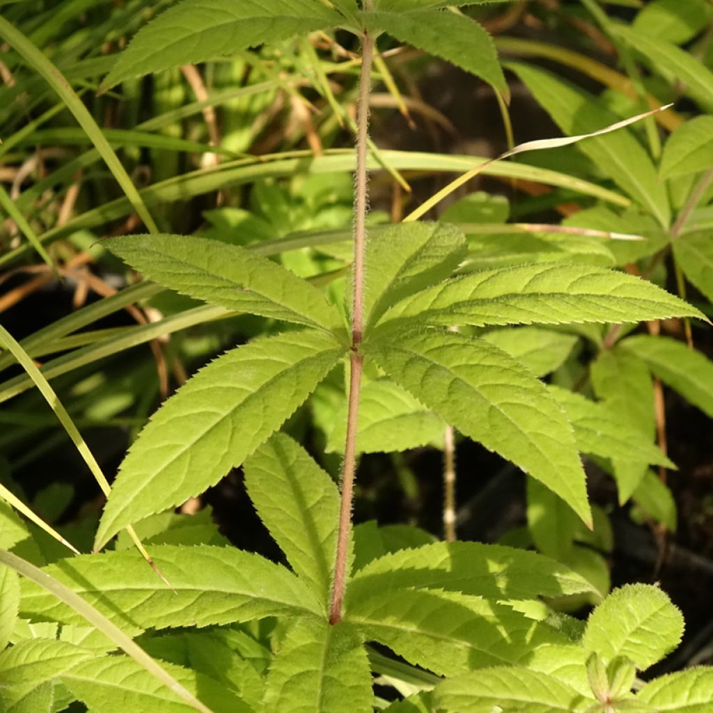 Veronicastrum virginicum Temptation - Virginischer Arzneiehrenpreis