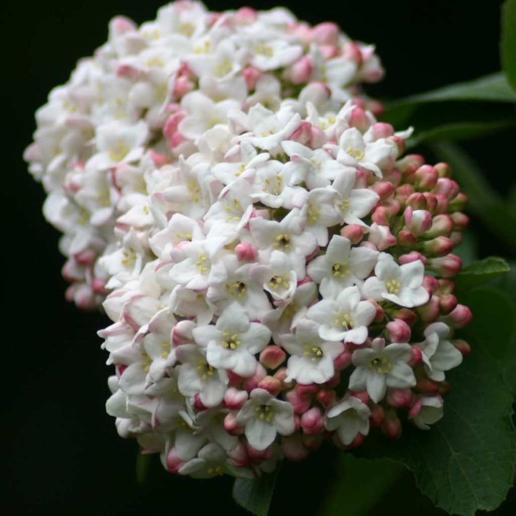 Großblumiger Duftschneeball - Viburnum carlcephalum