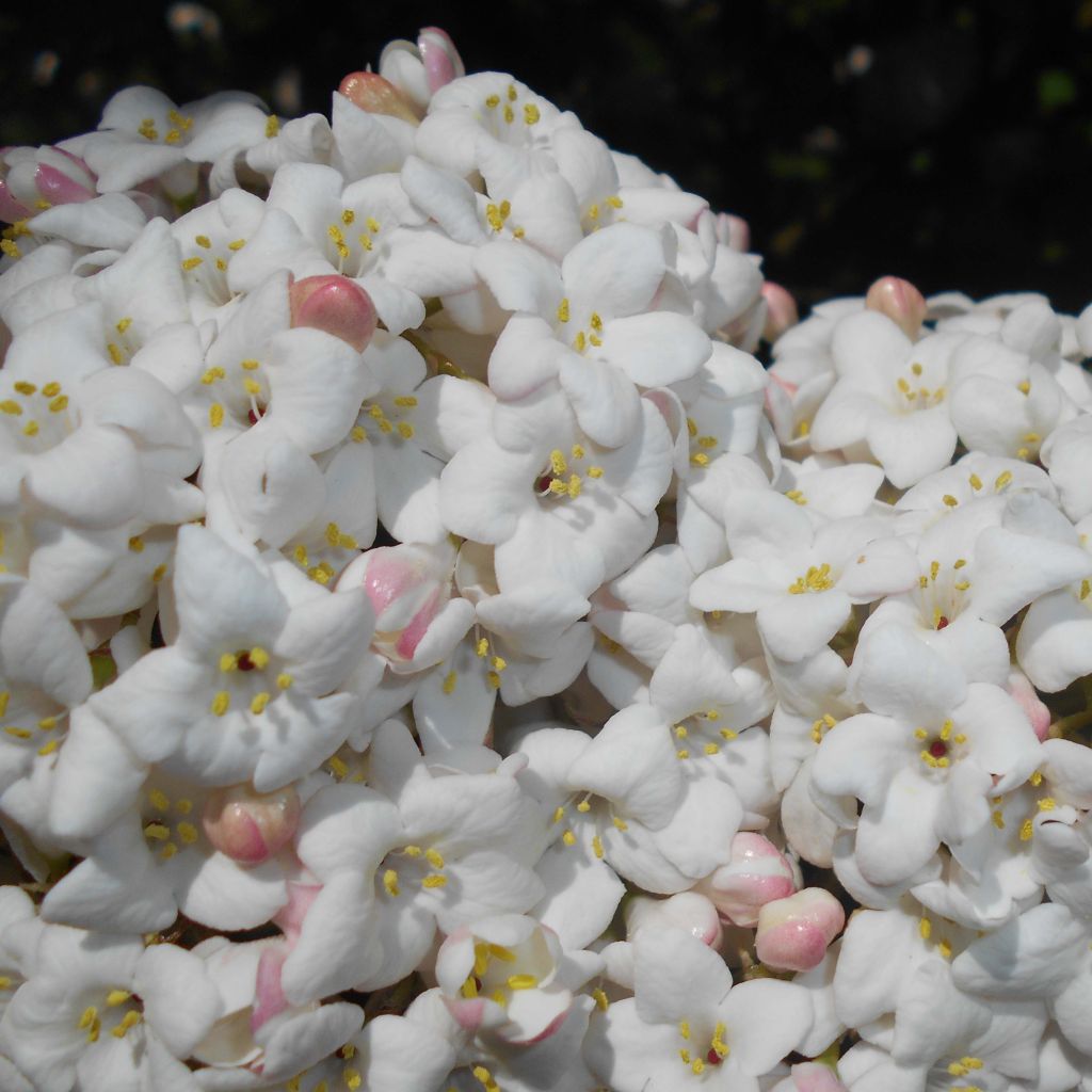 Großblumiger Duftschneeball - Viburnum carlcephalum