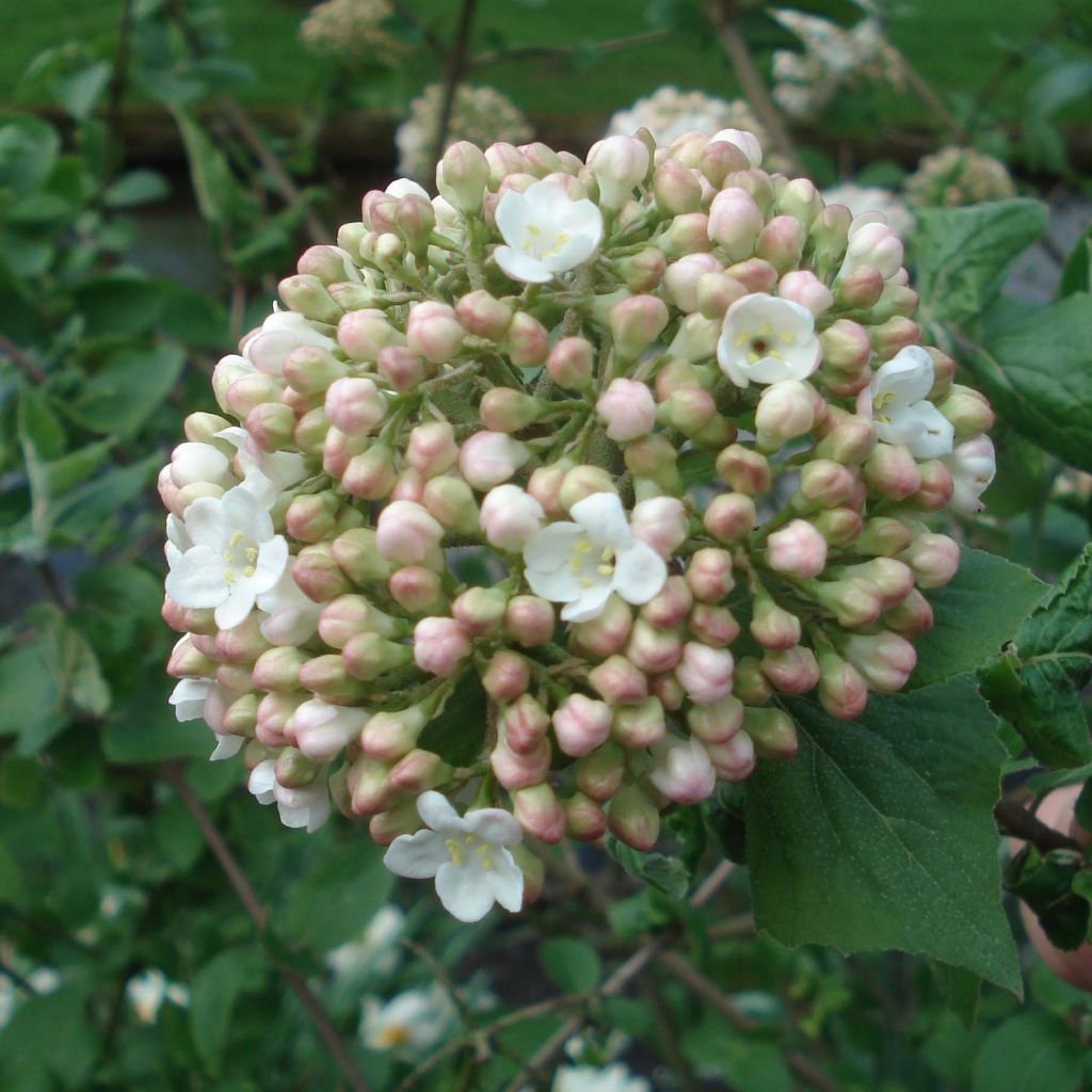 Großblumiger Duftschneeball - Viburnum carlcephalum