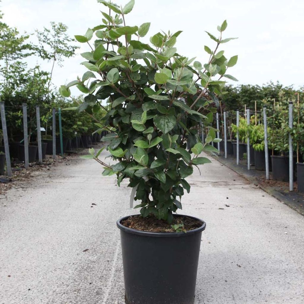 Großblumiger Duftschneeball - Viburnum carlcephalum