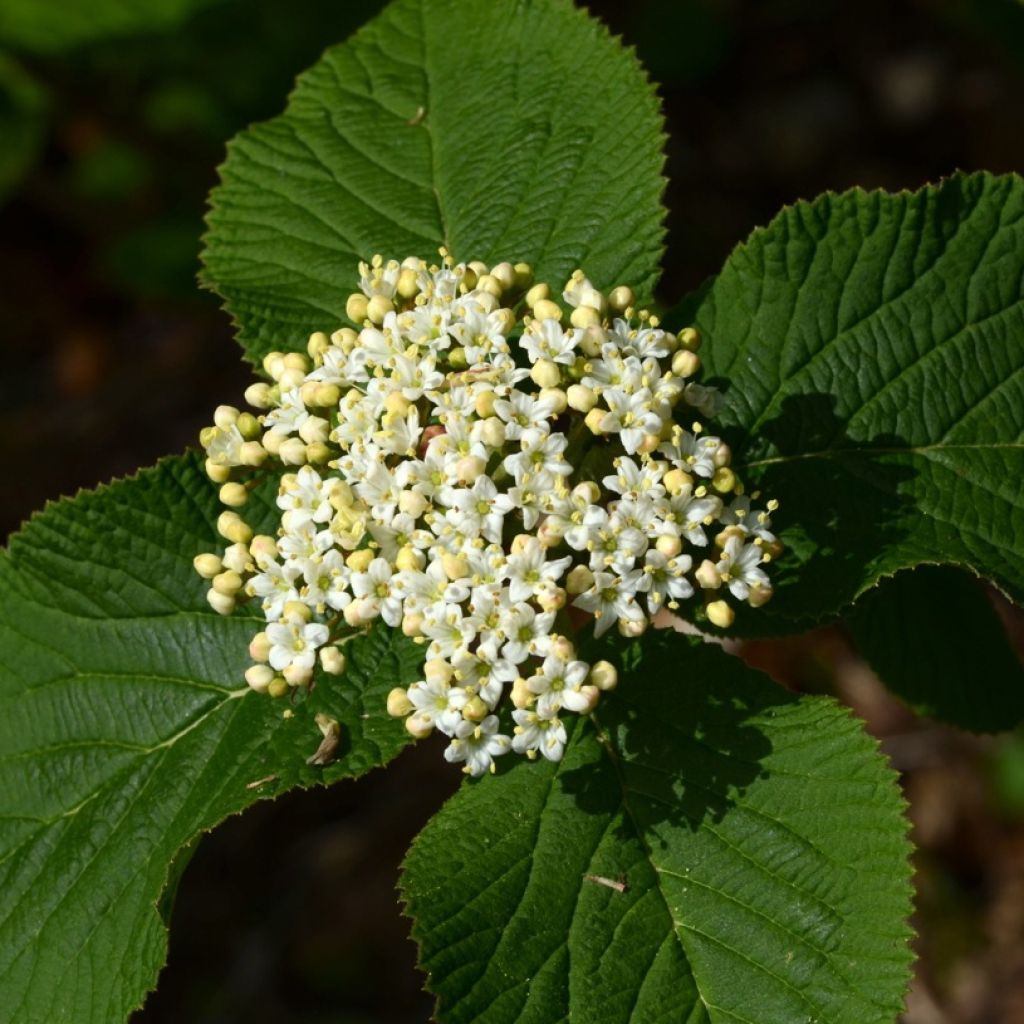 Wolliger Schneeball - Viburnum lantana