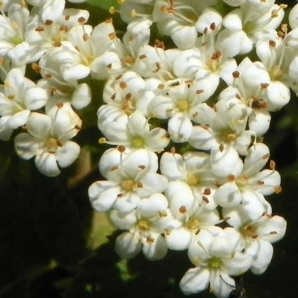 Wolliger Schneeball - Viburnum lantana