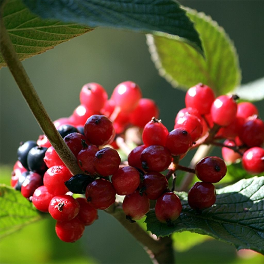 Wolliger Schneeball - Viburnum lantana