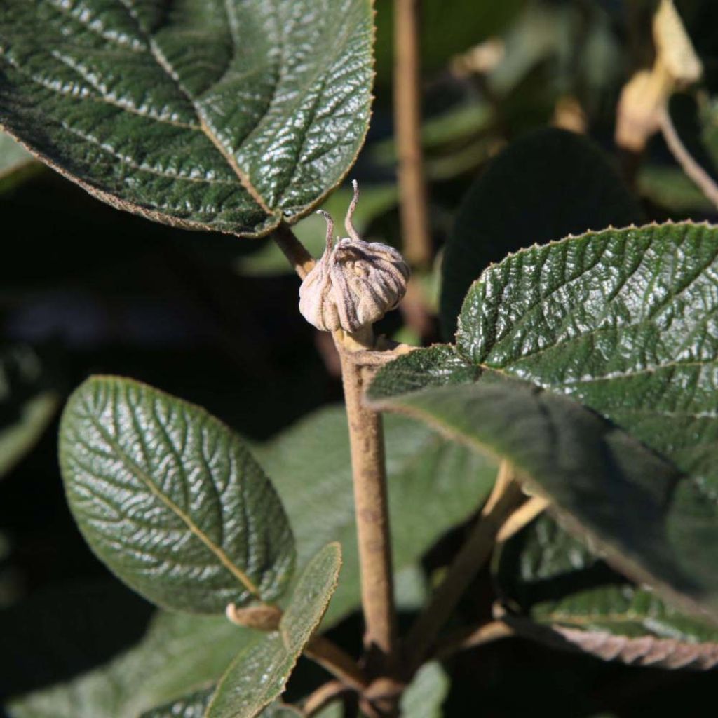 Wolliger Schneeball - Viburnum lantana