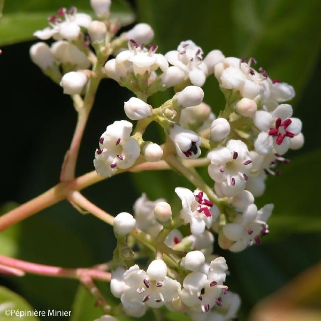 Schneeball Le Bois Marquis - Viburnum