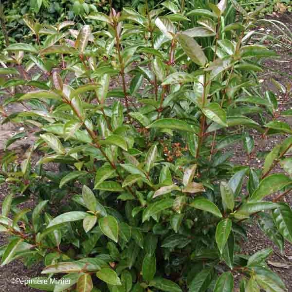 Schneeball Le Bois Marquis - Viburnum