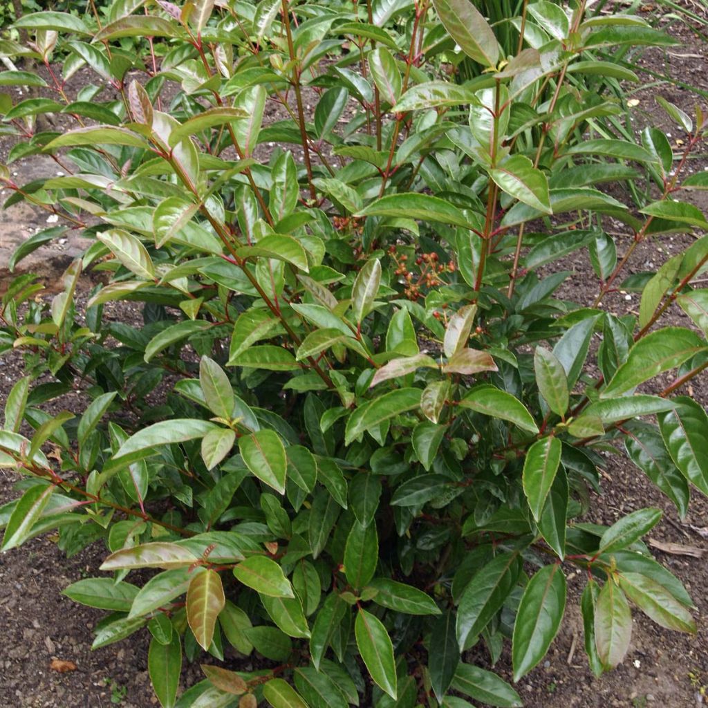 Schneeball Le Bois Marquis - Viburnum