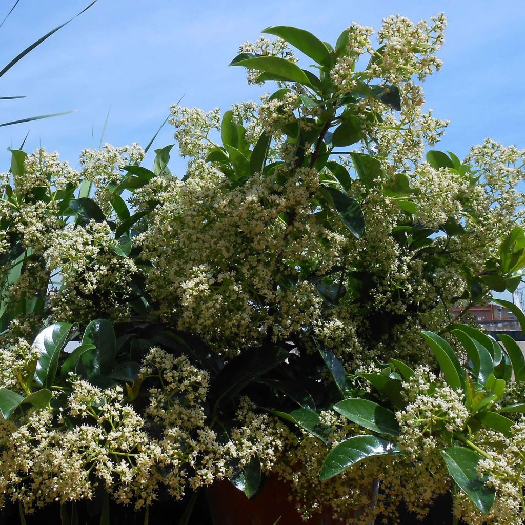 Glänzender Schneeball - Viburnum lucidum