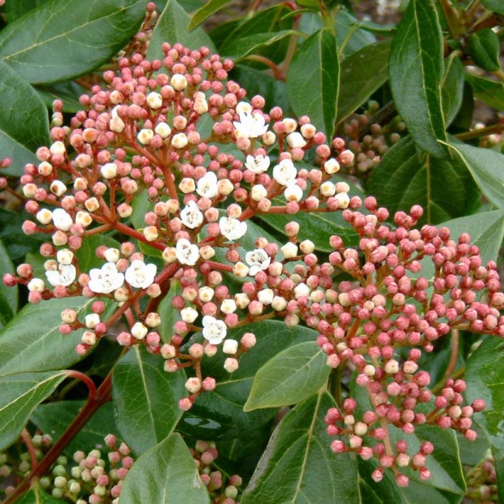 Glänzender Schneeball - Viburnum lucidum