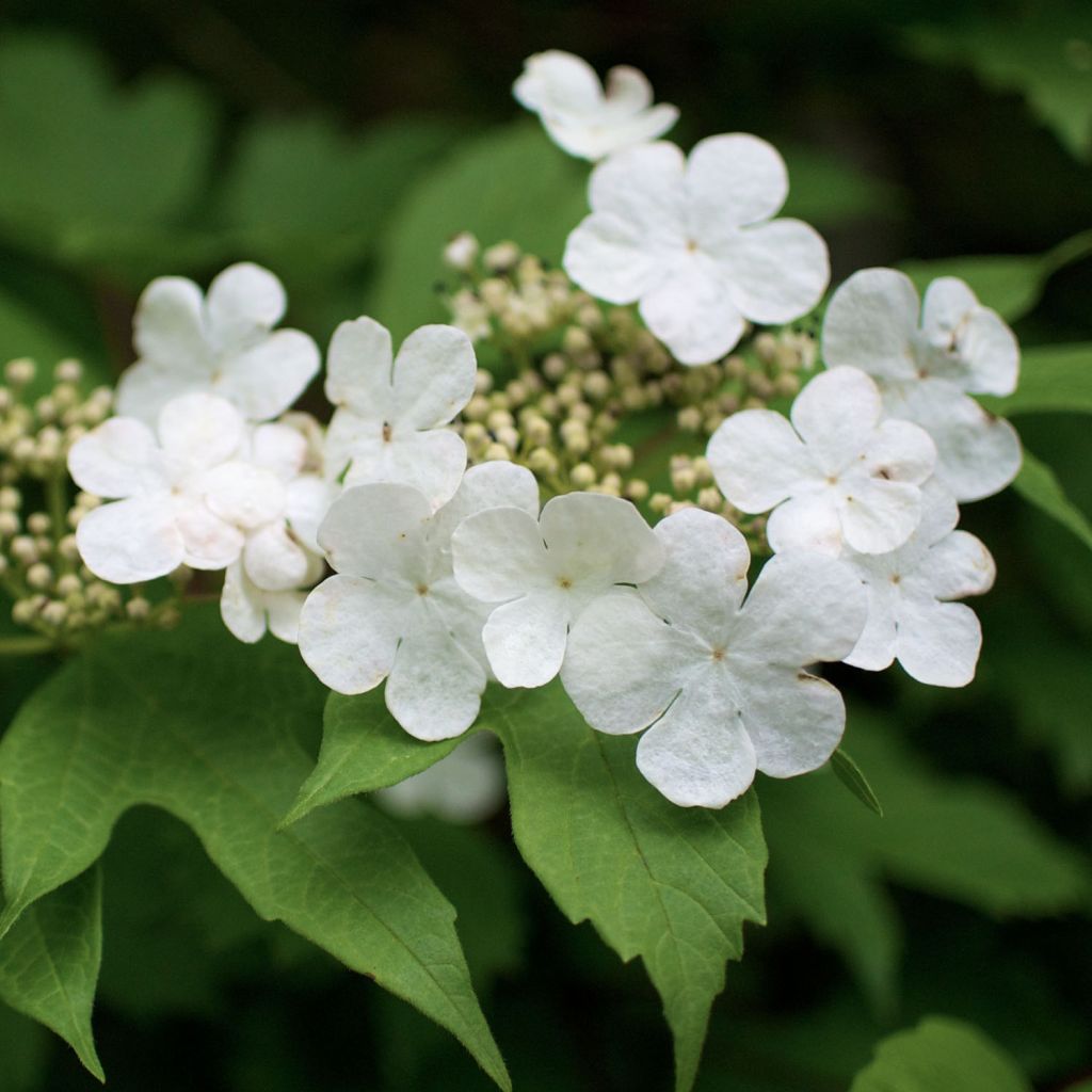 Gewöhnlicher Schneeball - Viburnum opulus