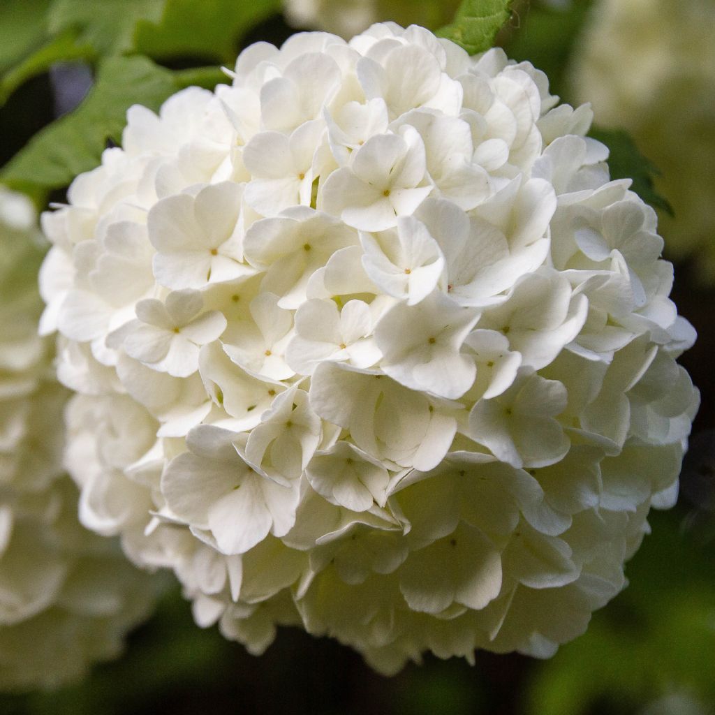 Gewöhnlicher Schneeball Roseum - Viburnum opulus