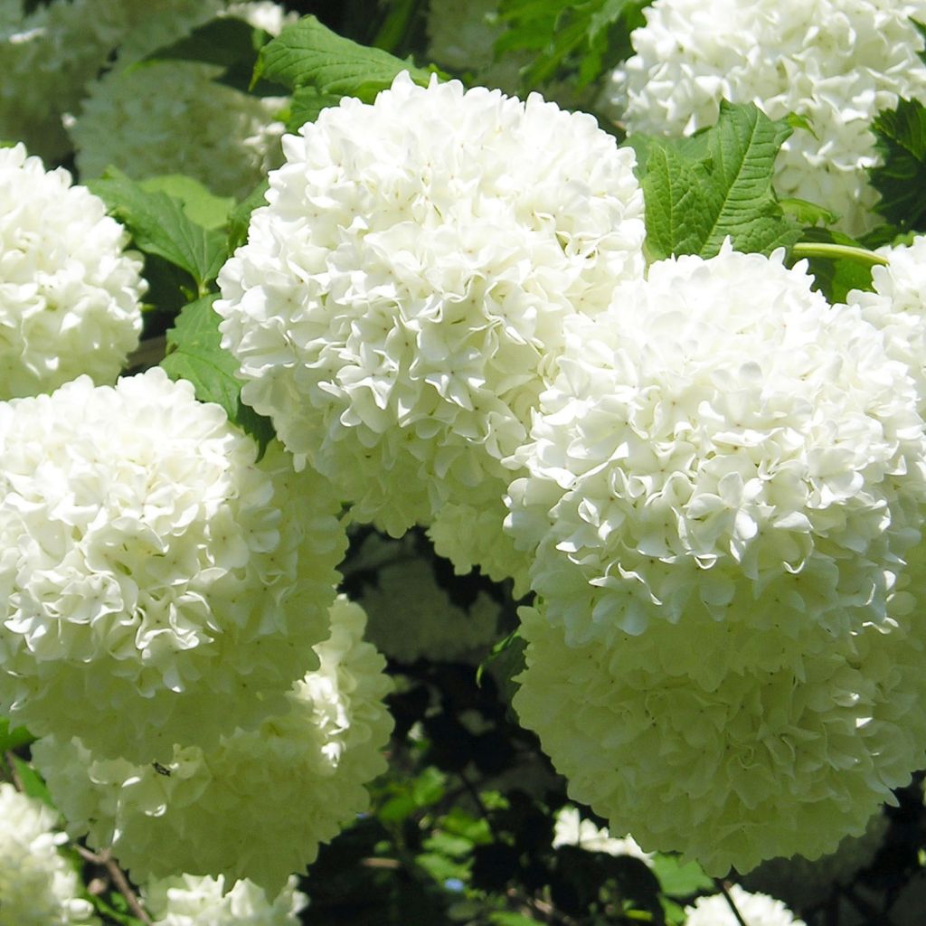 Viorne boule de Neige - Viburnum opulus Roseum