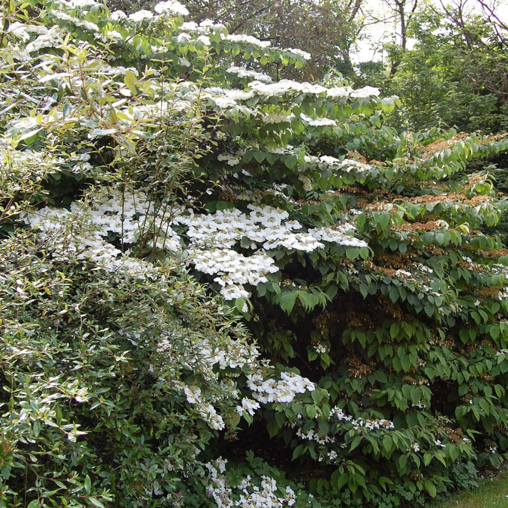 Japanischer Schneeball Lanarth - Viburnum plicatum