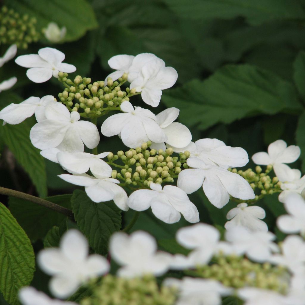 Japanischer Schneeball Mariesii - Viburnum plicatum