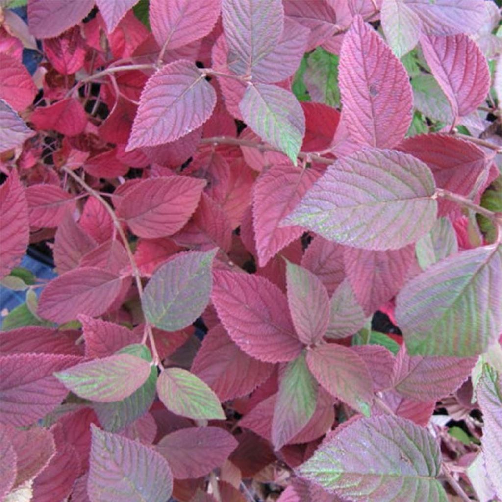 Japanischer Schneeball Mariesii - Viburnum plicatum