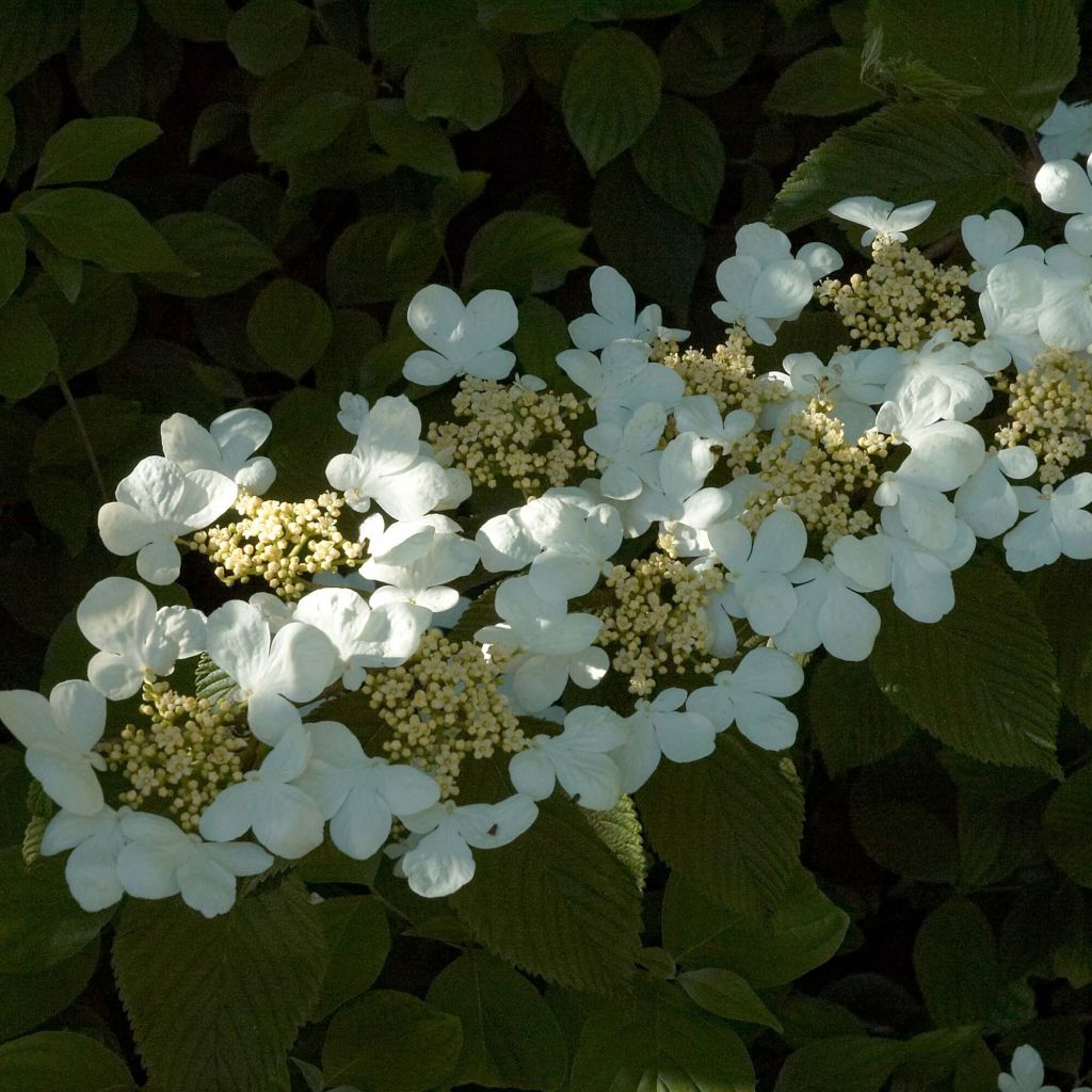 Japanischer Schneeball Mariesii - Viburnum plicatum