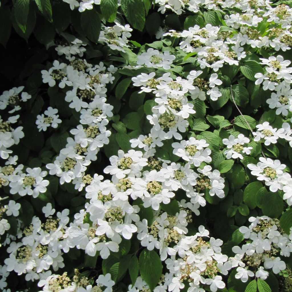 Japanischer Schneeball Mariesii - Viburnum plicatum