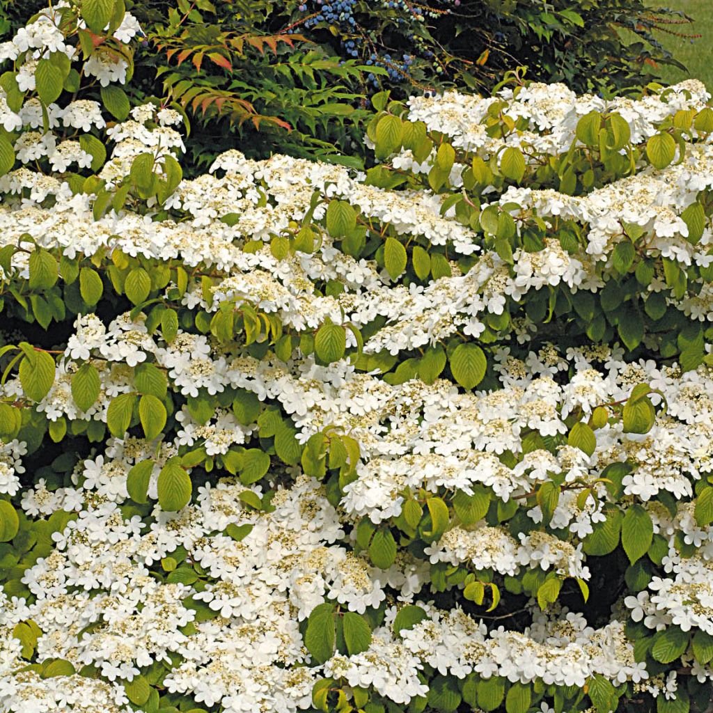 Japanischer Schneeball Mariesii Great Star - Viburnum plicatum