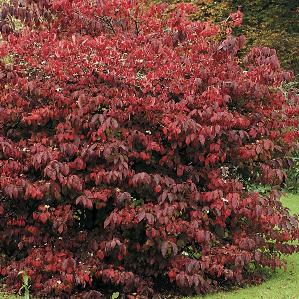 Japanischer Schneeball Mariesii Great Star - Viburnum plicatum