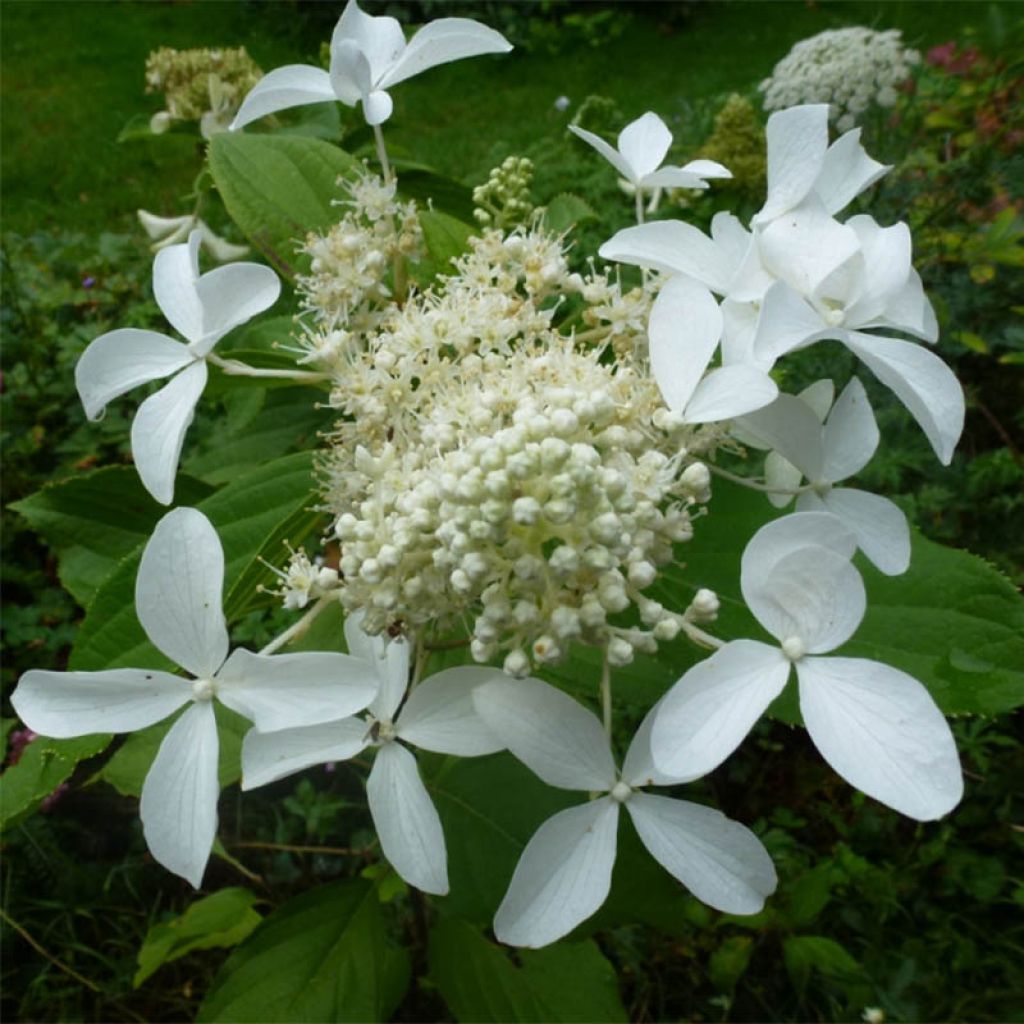 Japanischer Schneeball Mariesii Great Star - Viburnum plicatum