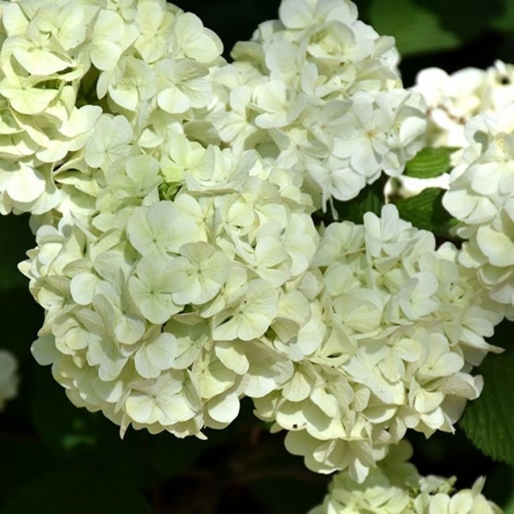 Japanischer Schneeball Opening Day - Viburnum plicatum