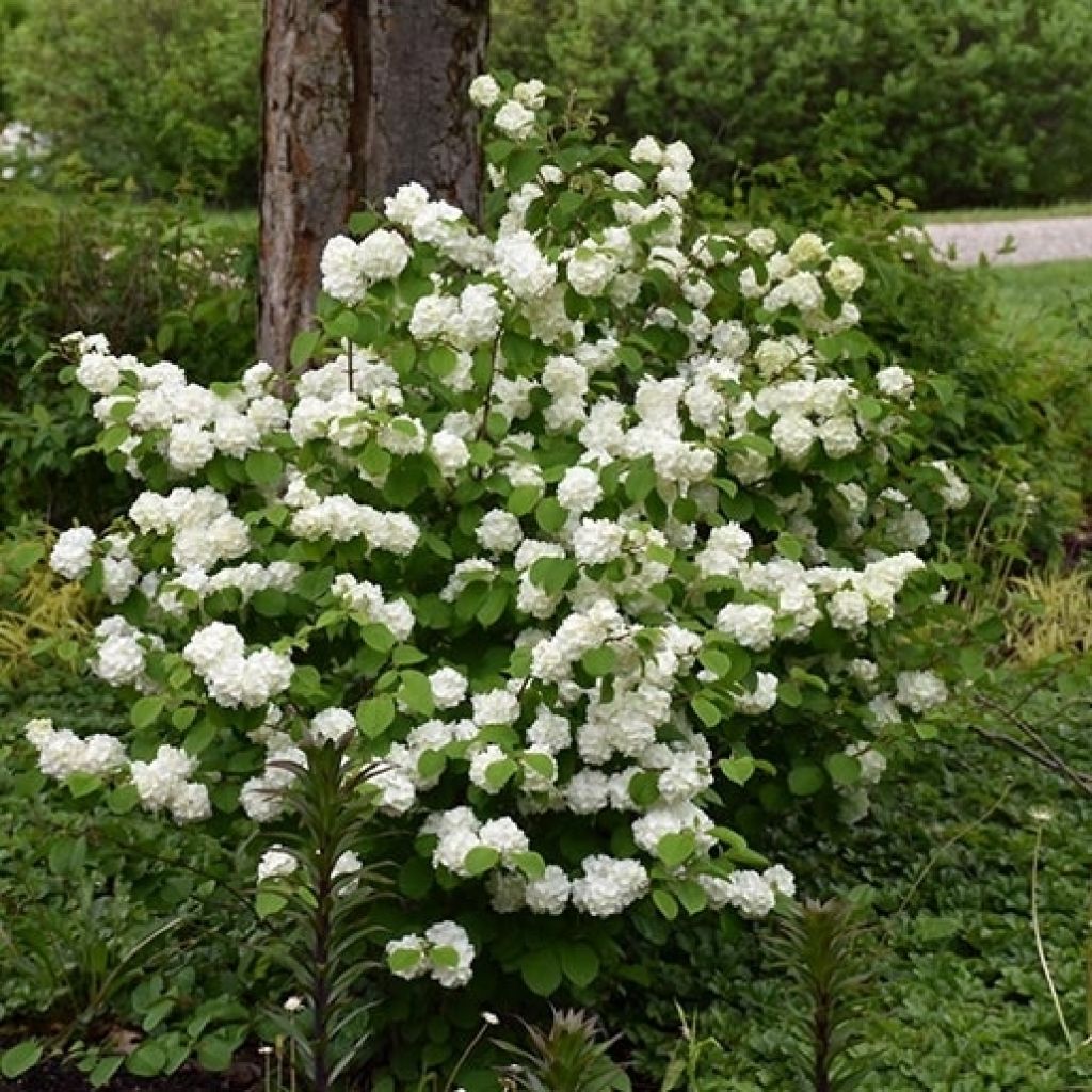 Japanischer Schneeball Opening Day - Viburnum plicatum