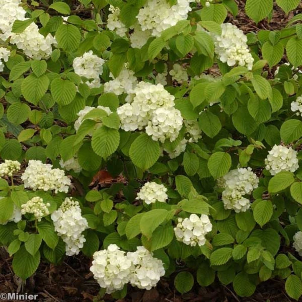 Viorne, Viburnum plicatum Popcorn