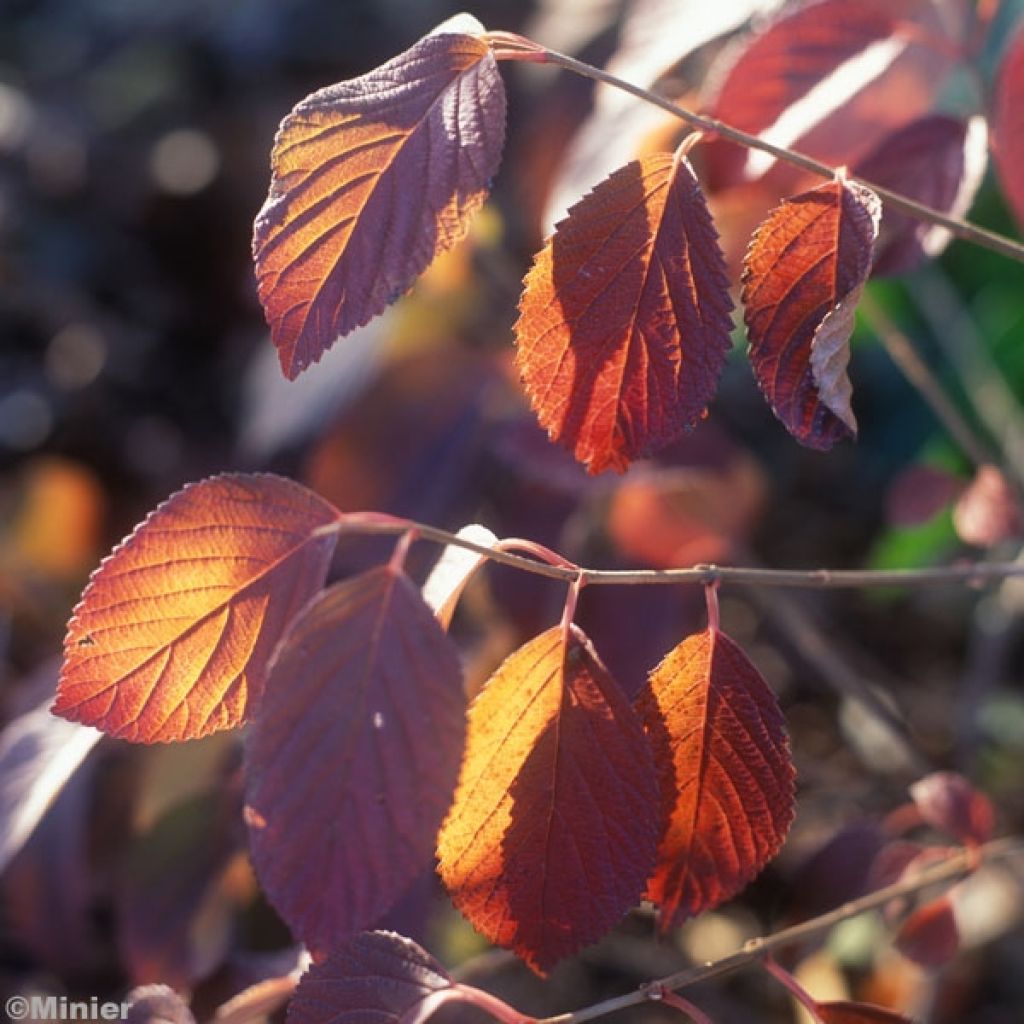 Viorne, Viburnum plicatum Popcorn